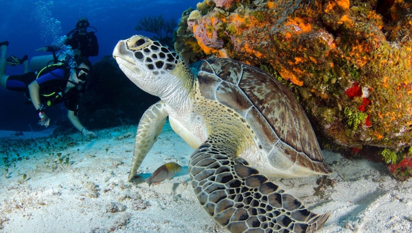 Illum architecto officiis unde quiac