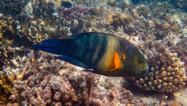 Delectus conse ctetur necessitatig